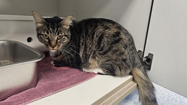 TIBBS, Adoptable, Young Male Domestic Long Hair.