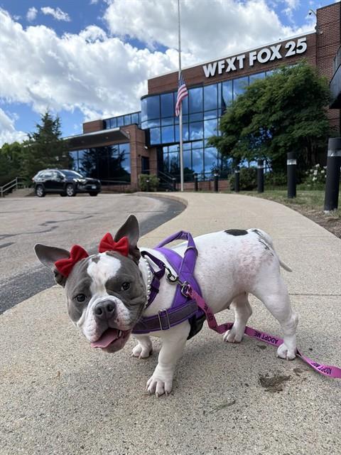 Enlarge CHERRY, a Adoptable mixed breed in Brewster, MA image 1/1