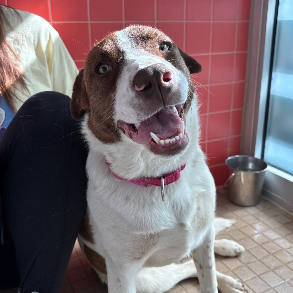 Ruby, Adoptable, Young Female Cattle Dog & Mixed Breed.