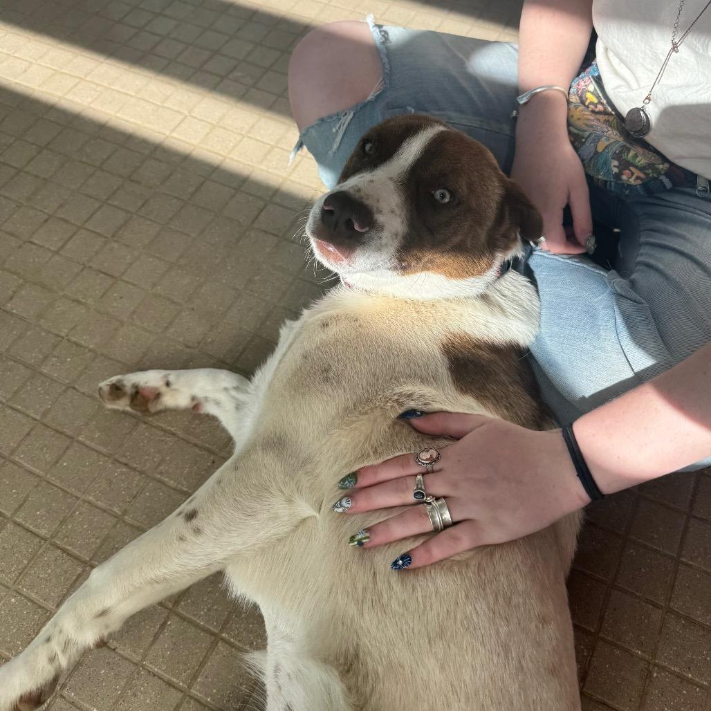 Enlarge Ruby, a Adoptable mixed breed in Albuquerque, NM image 2/6