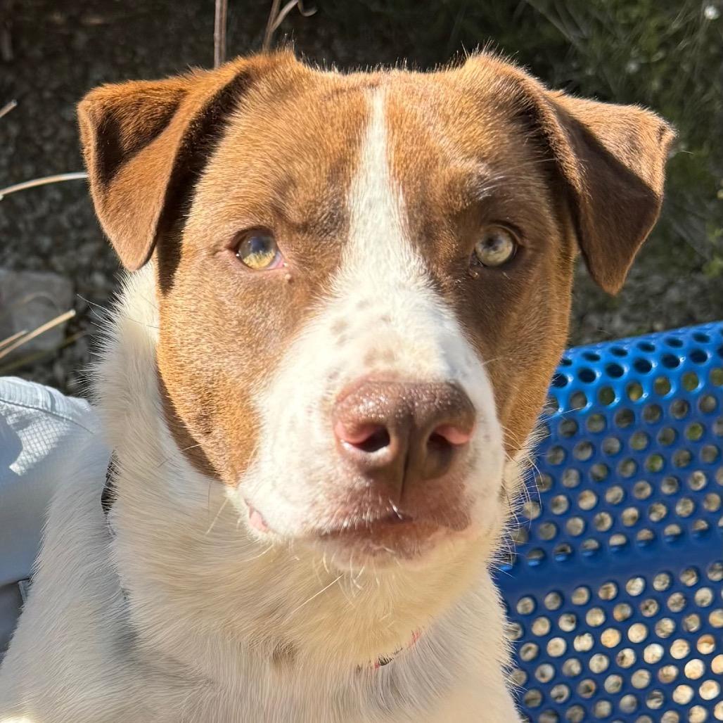 Enlarge Ruby, a Adoptable mixed breed in Albuquerque, NM image 3/6