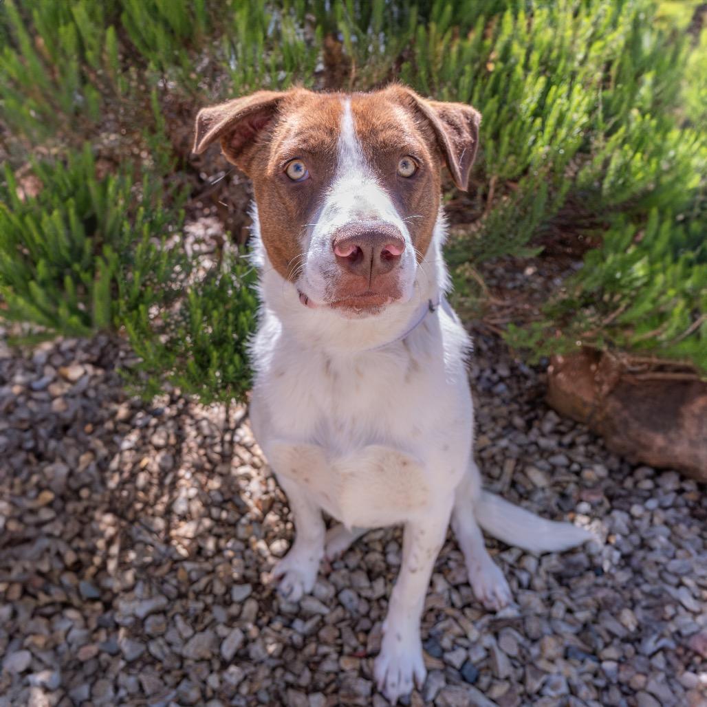 Enlarge Ruby, a Adoptable mixed breed in Albuquerque, NM image 3/6