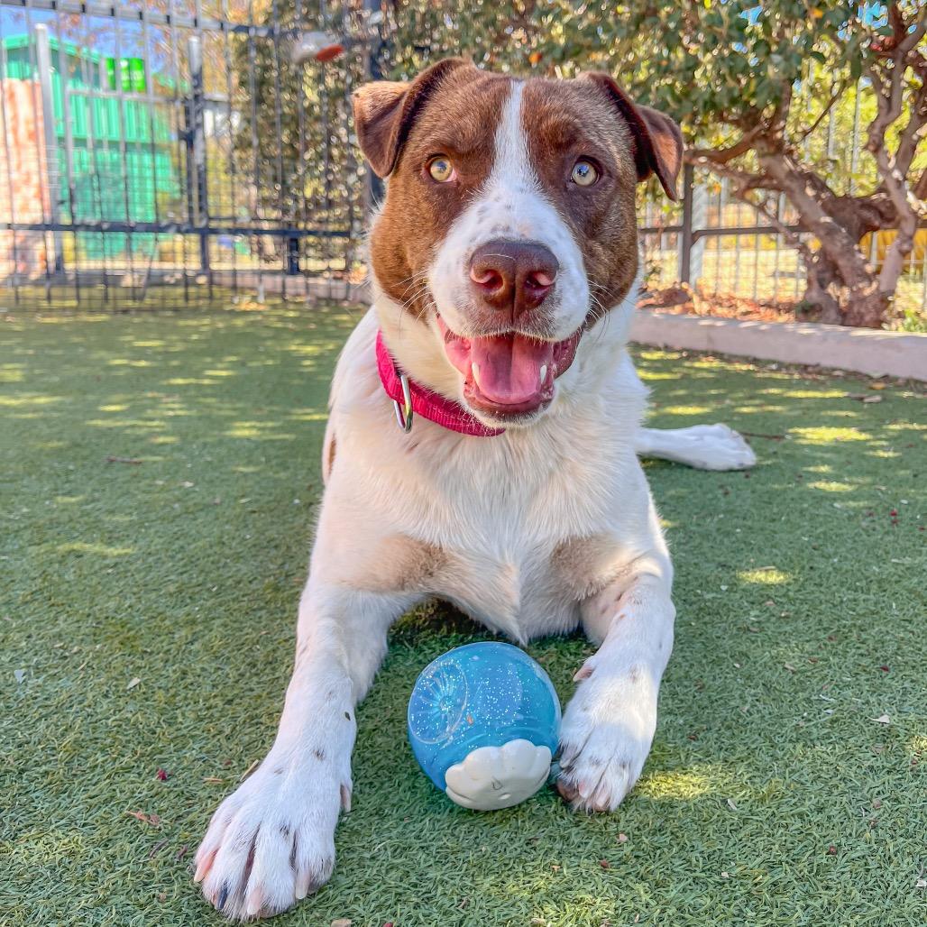 Enlarge Ruby, a Adoptable mixed breed in Albuquerque, NM image 4/6