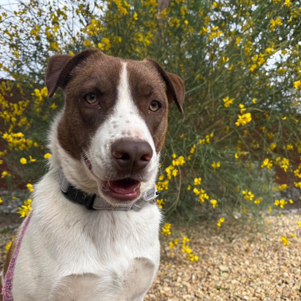 Enlarge Ruby, a Adoptable mixed breed in Albuquerque, NM image 4/6
