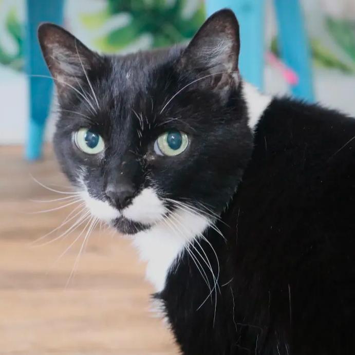Goose, ADOPTABLE, Adult Female Tuxedo & Domestic Short Hair.