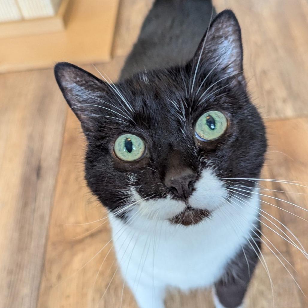 Goose, ADOPTABLE, Adult Female Tuxedo & Domestic Short Hair.