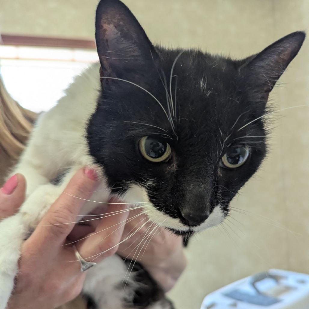 Enlarge Goose, a ADOPTABLE mixed breed in Ocala, FL image 2/2
