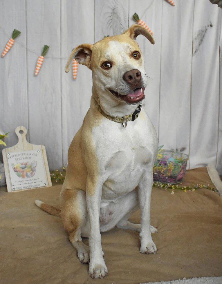 Tallulah, Adoptable, Adult Female Pointer.