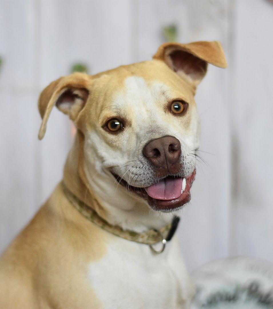 Tallulah, a Adoptable Pointer in Fort Collins, CO image 2/3