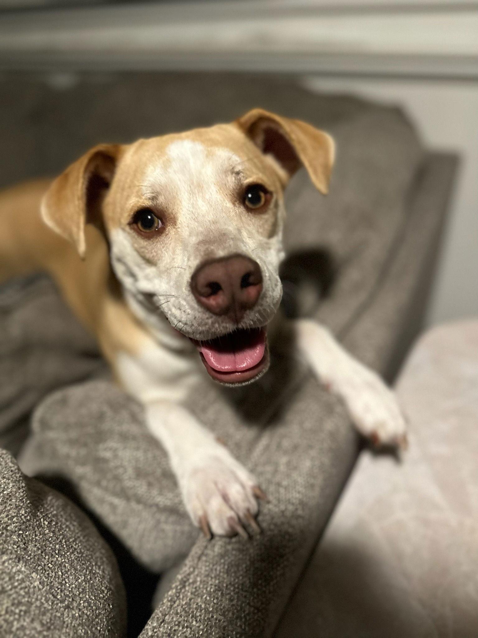 Tallulah, a Adoptable Pointer in Fort Collins, CO image 3/3