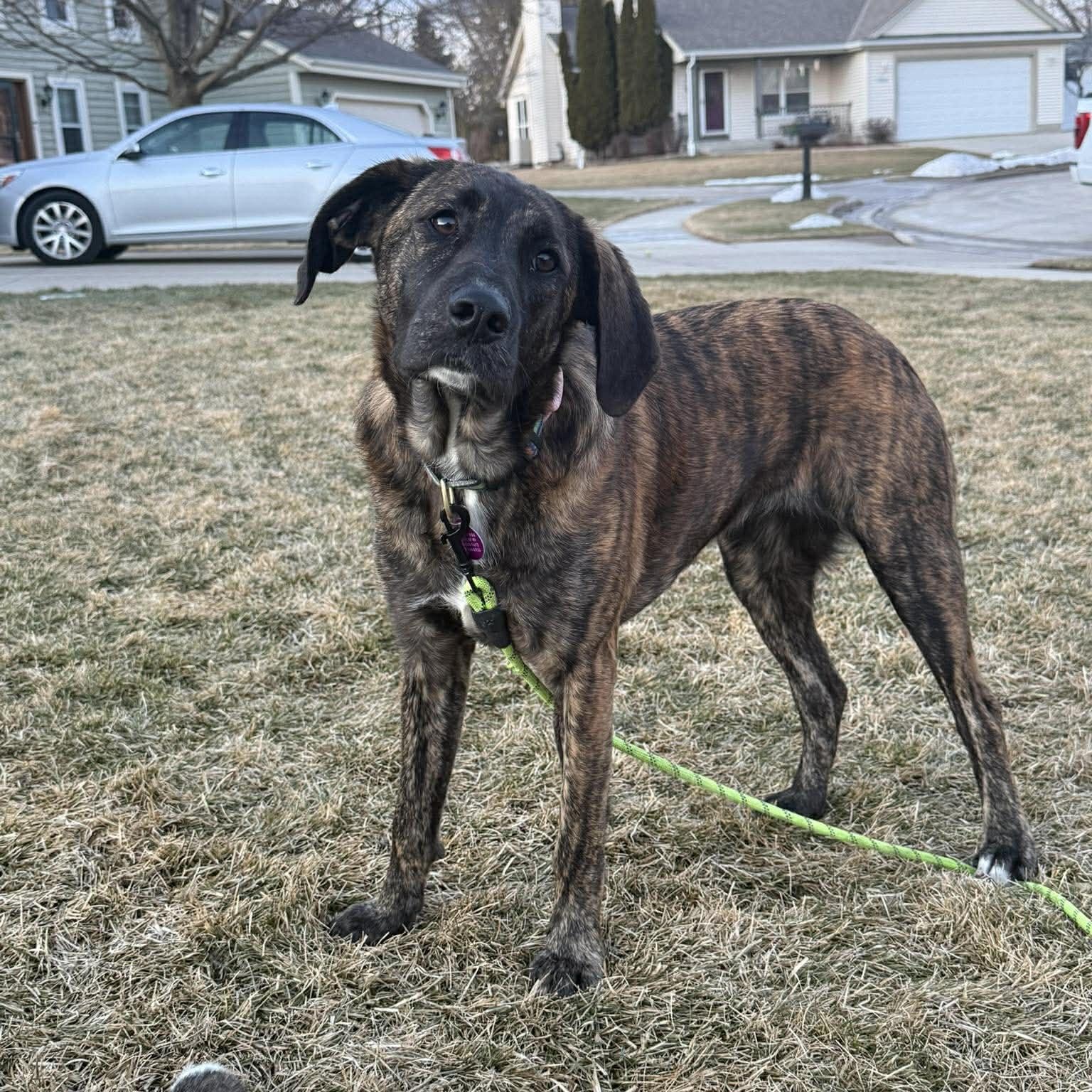 Enlarge Marble, an adopted mixed breed in Cedarburg, WI image 3/6