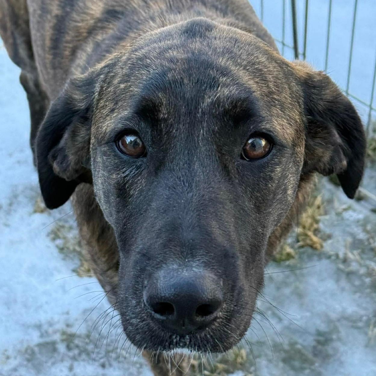 Enlarge Marble, an adopted mixed breed in Cedarburg, WI image 1/6