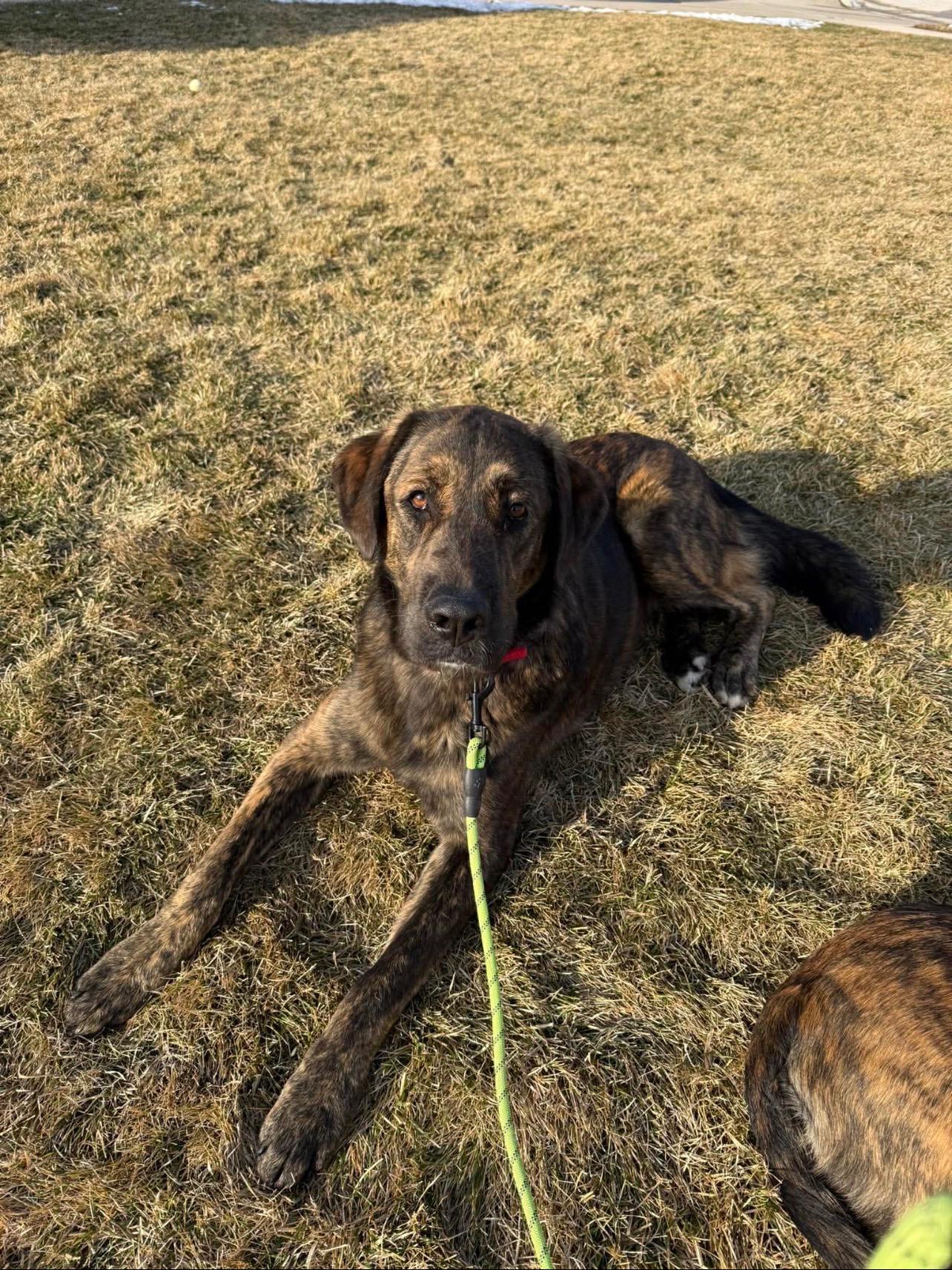 Enlarge Marble, a ADOPTABLE mixed breed in Cedarburg, WI image 5/5