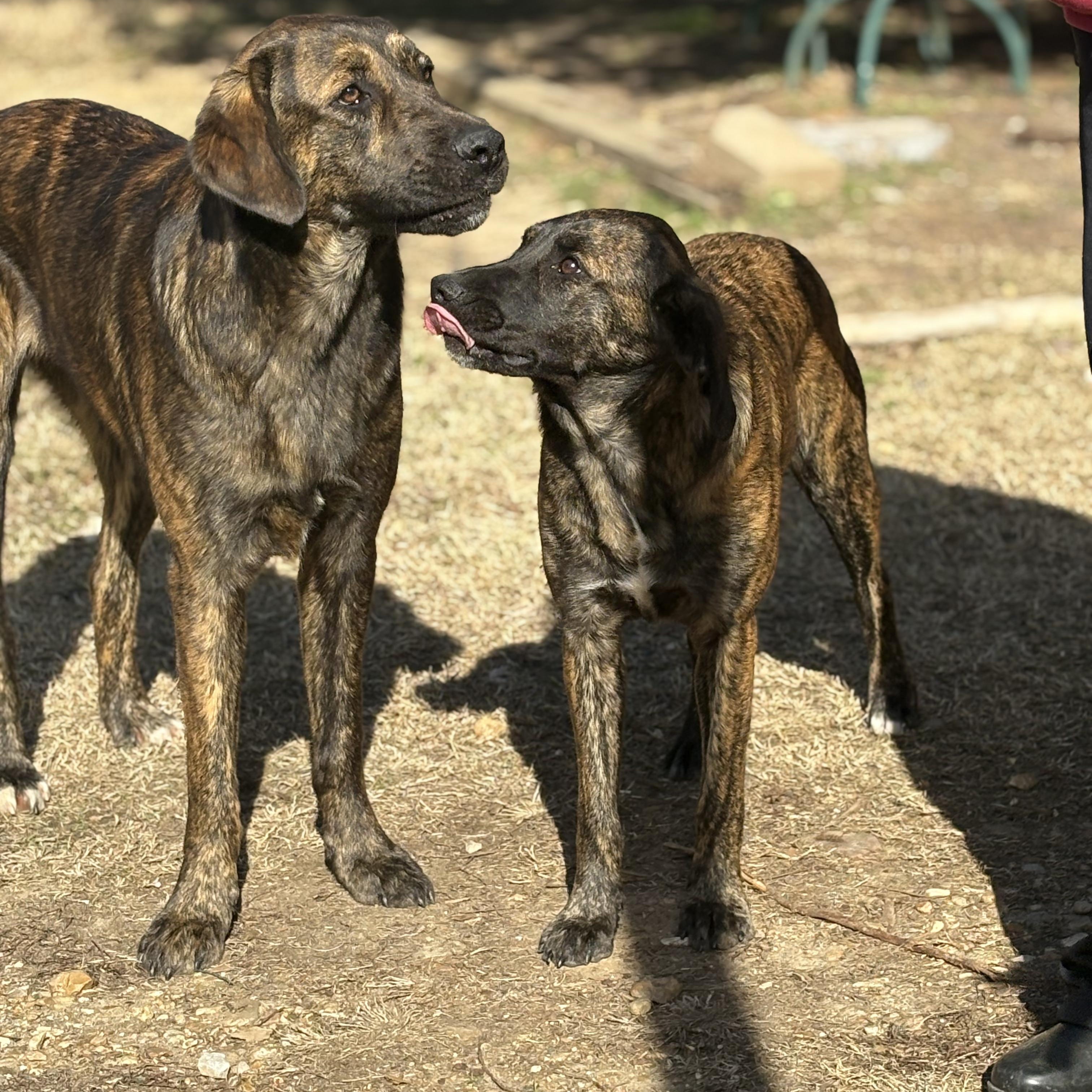 Enlarge Marble, an adopted mixed breed in Cedarburg, WI image 6/6