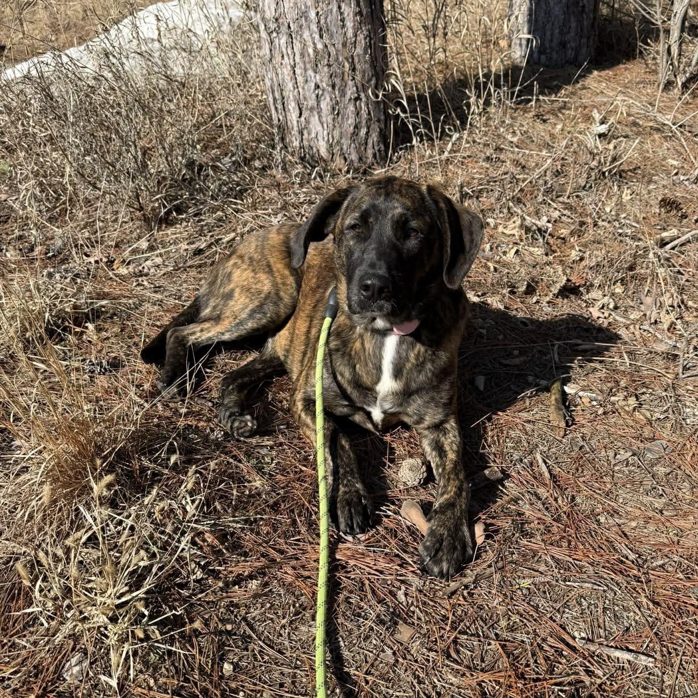 Enlarge Marble, an adopted mixed breed in Cedarburg, WI image 5/6