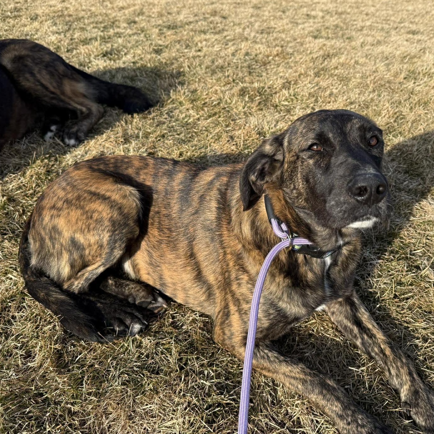 Enlarge Marble, an adopted mixed breed in Cedarburg, WI image 4/6
