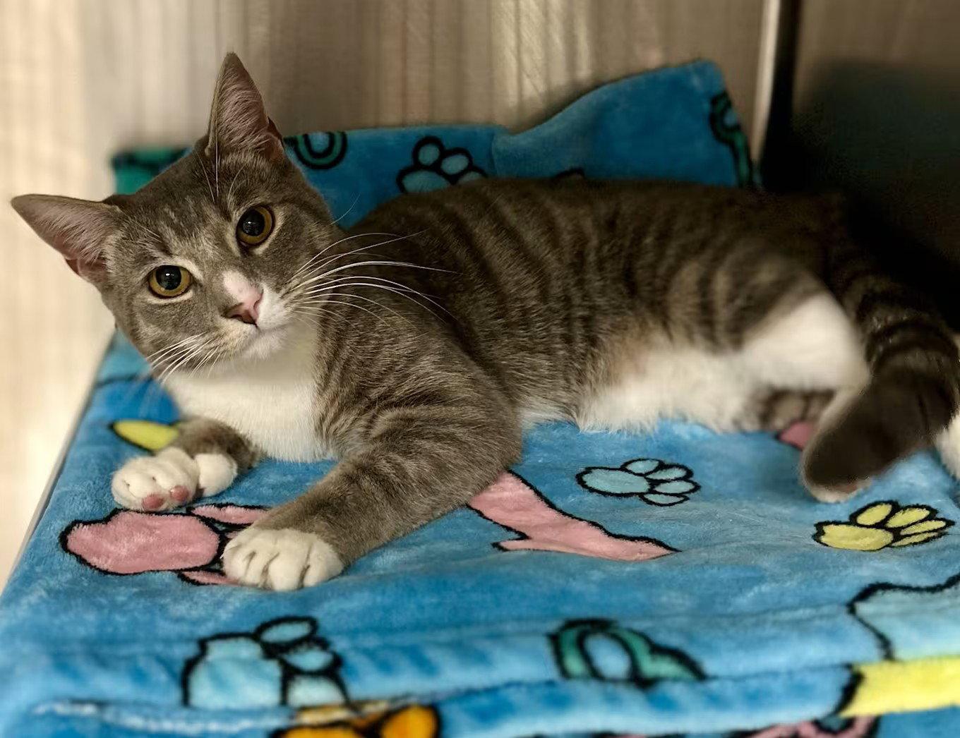 Mila, Adoptable, Adult Female Domestic Short Hair.