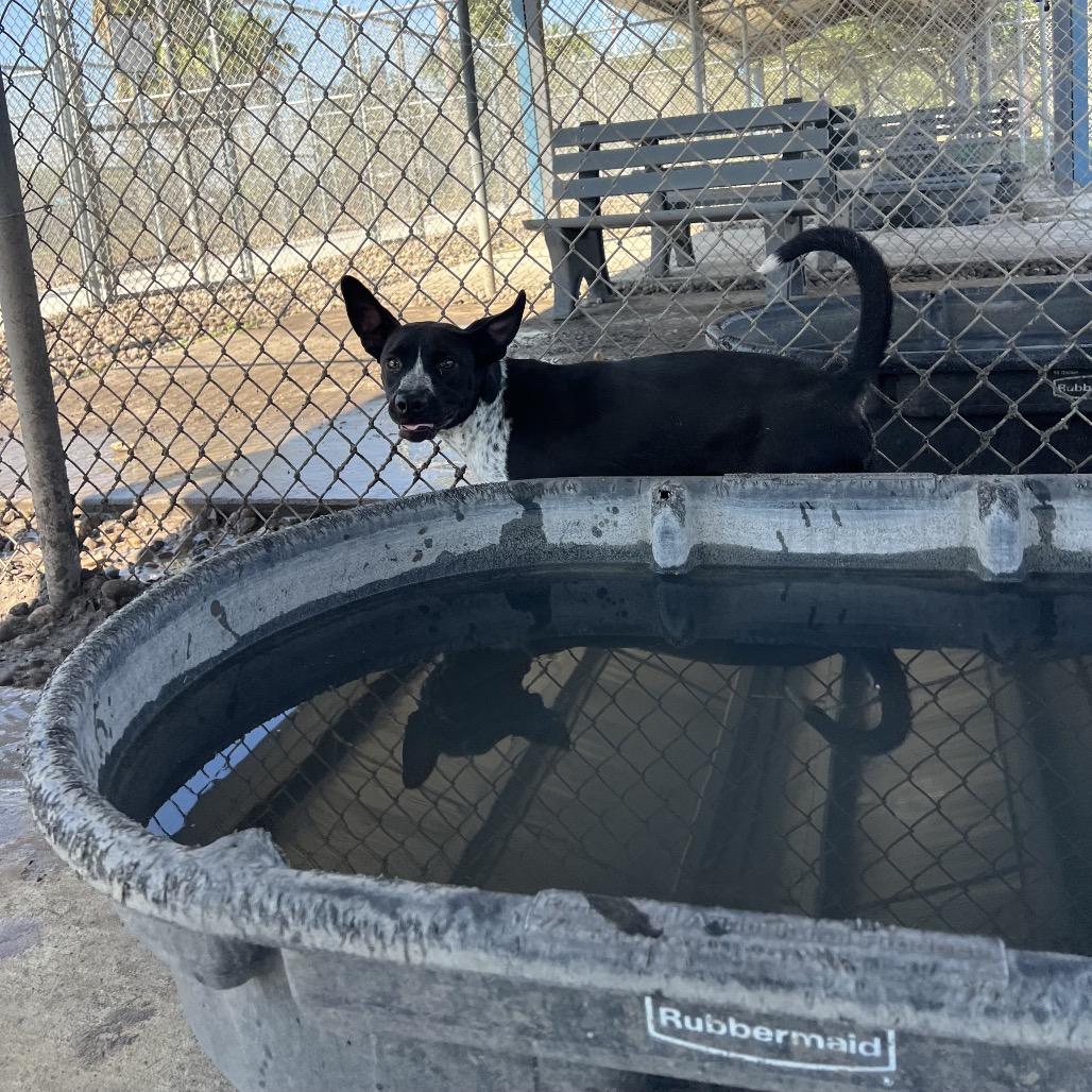 Grady, Adoptable, Young Male Terrier & Mixed Breed.