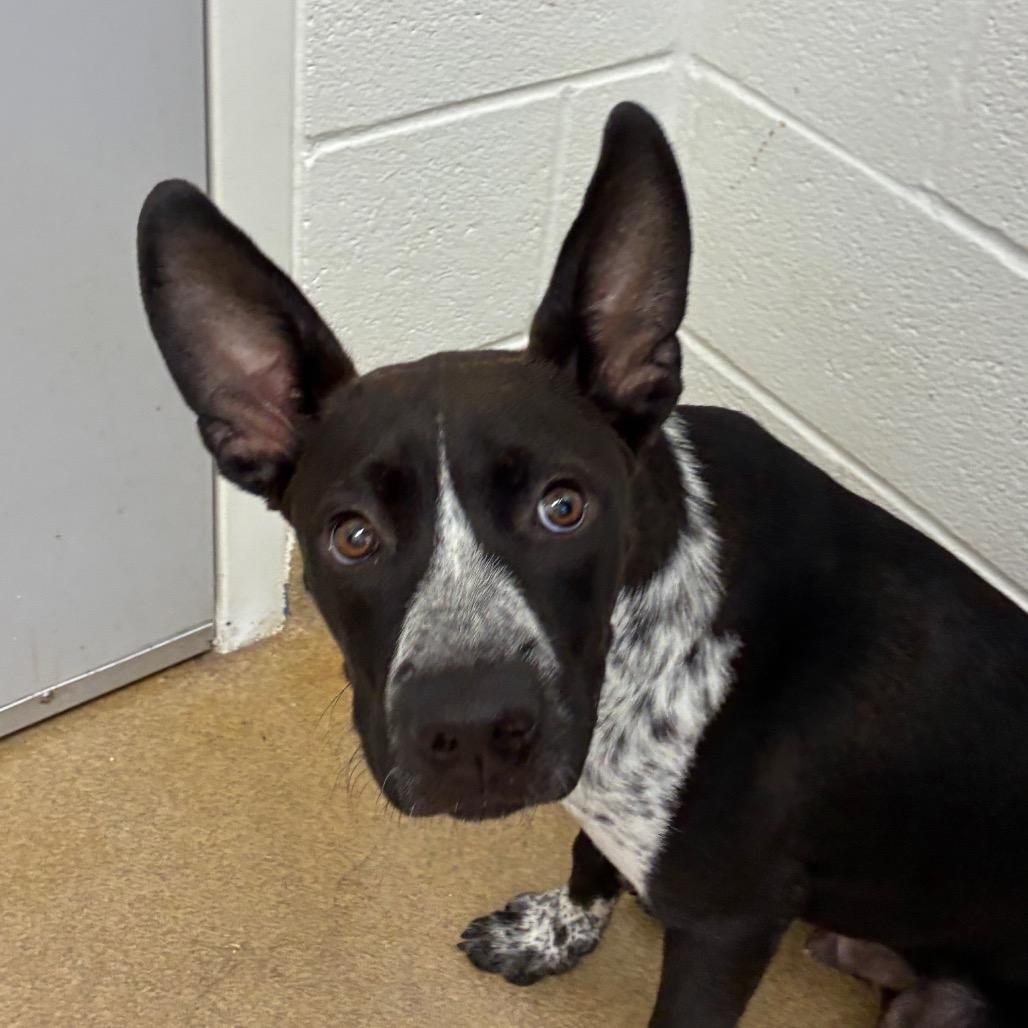 Enlarge Grady, a Adoptable mixed breed in Corpus Christi, TX image 2/6