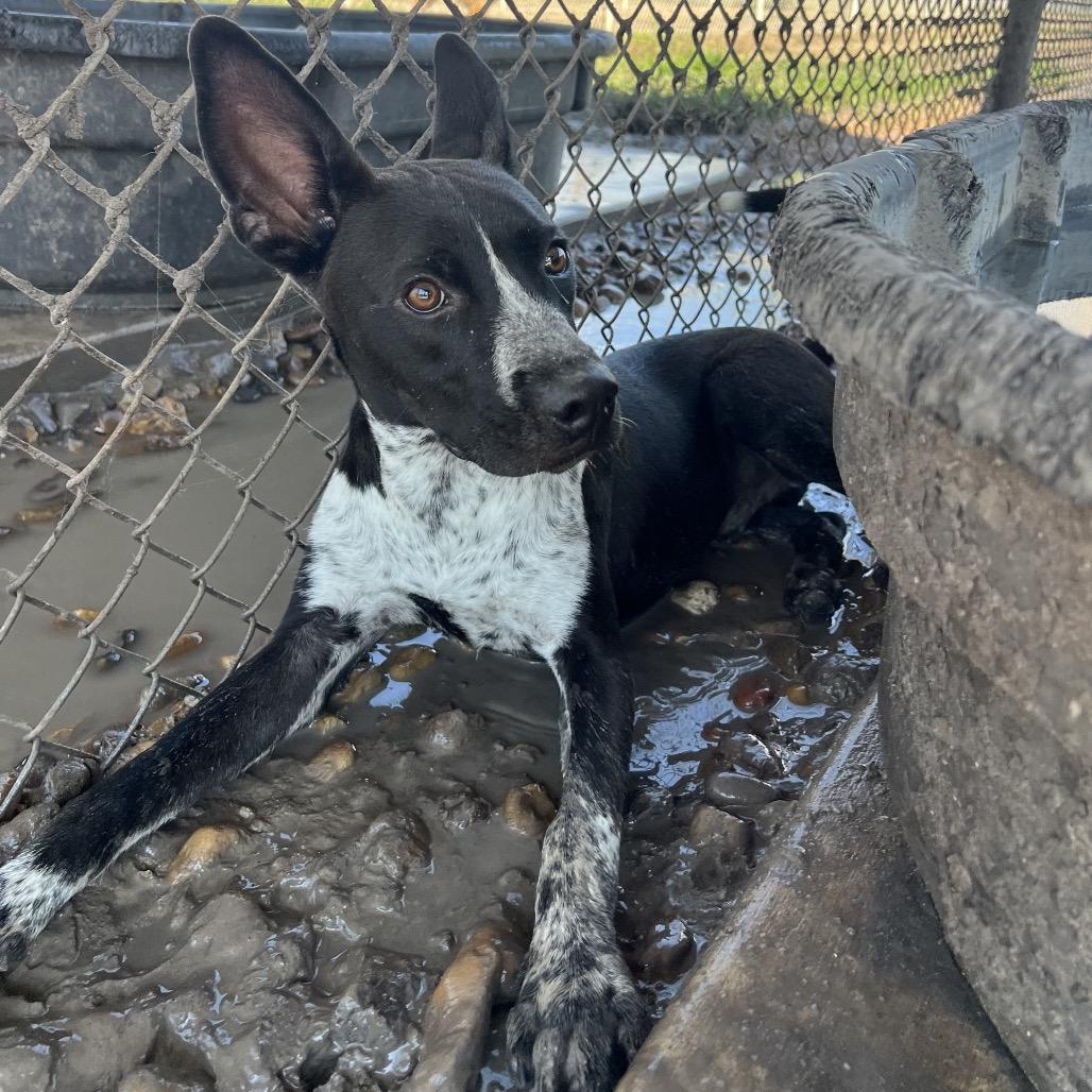 Enlarge Grady, a Adoptable mixed breed in Corpus Christi, TX image 3/6