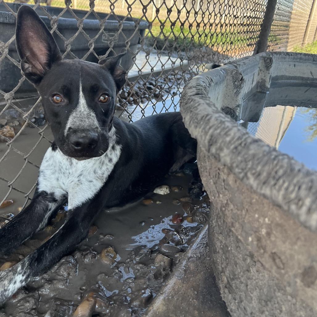 Enlarge Grady, a Adoptable mixed breed in Corpus Christi, TX image 4/6