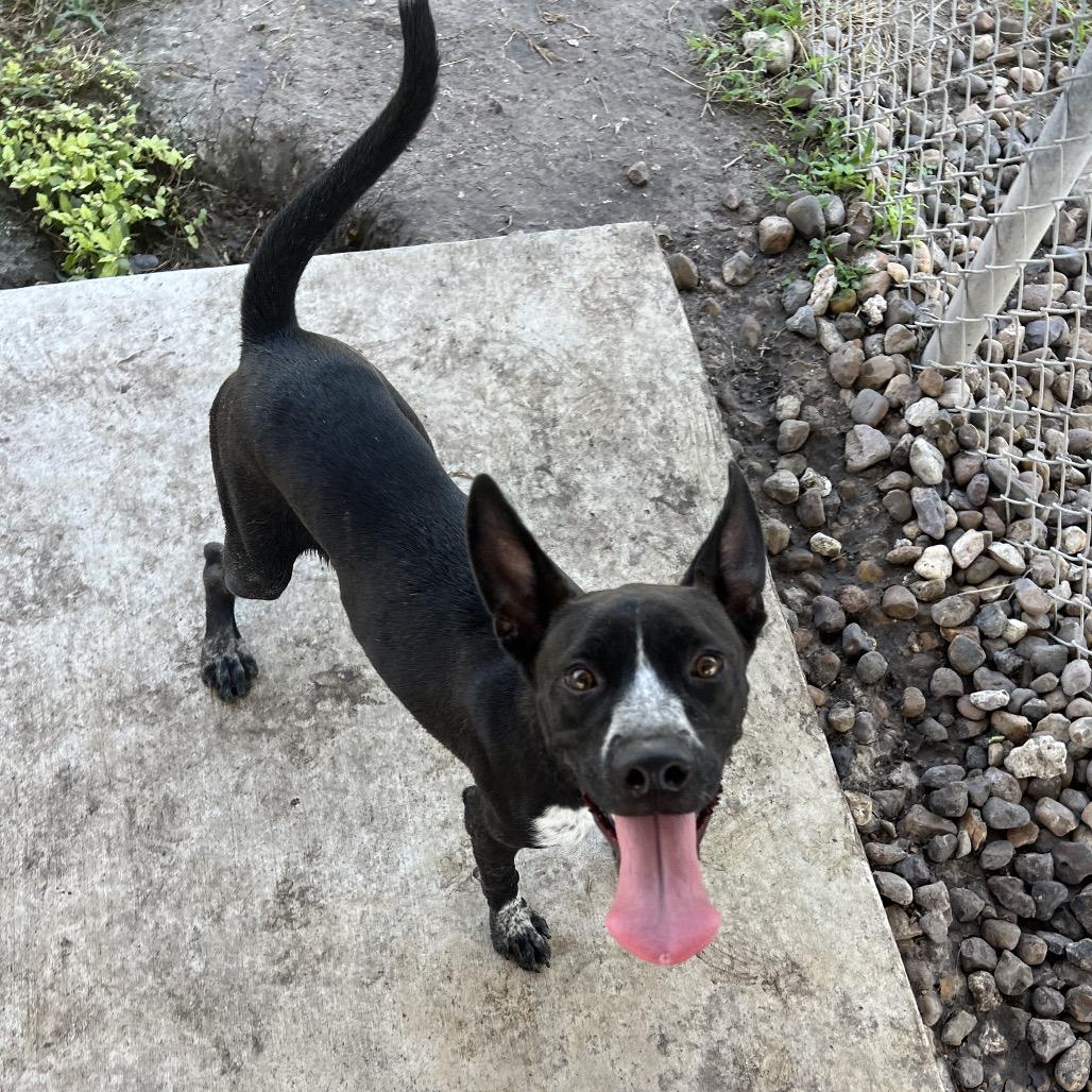 Enlarge Grady, a Adoptable mixed breed in Corpus Christi, TX image 5/6