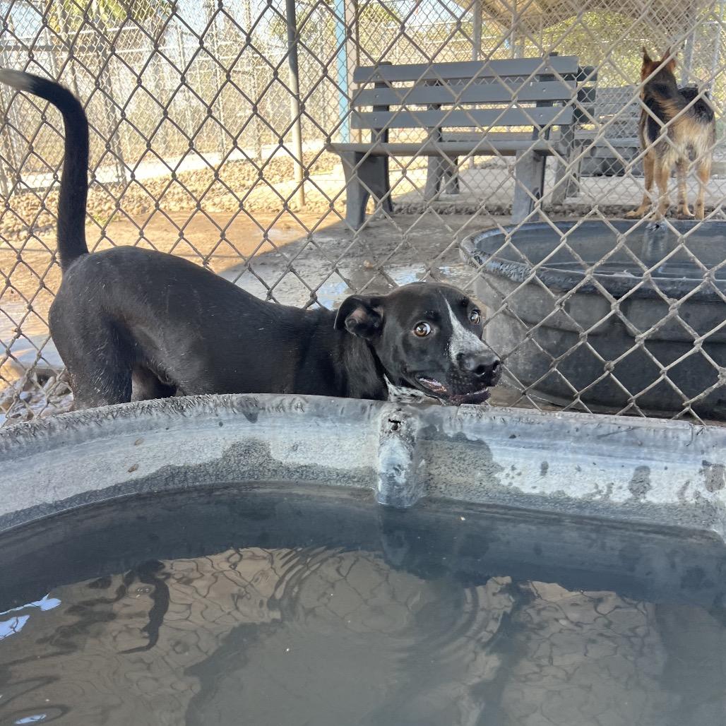 Enlarge Grady, a Adoptable mixed breed in Corpus Christi, TX image 6/6
