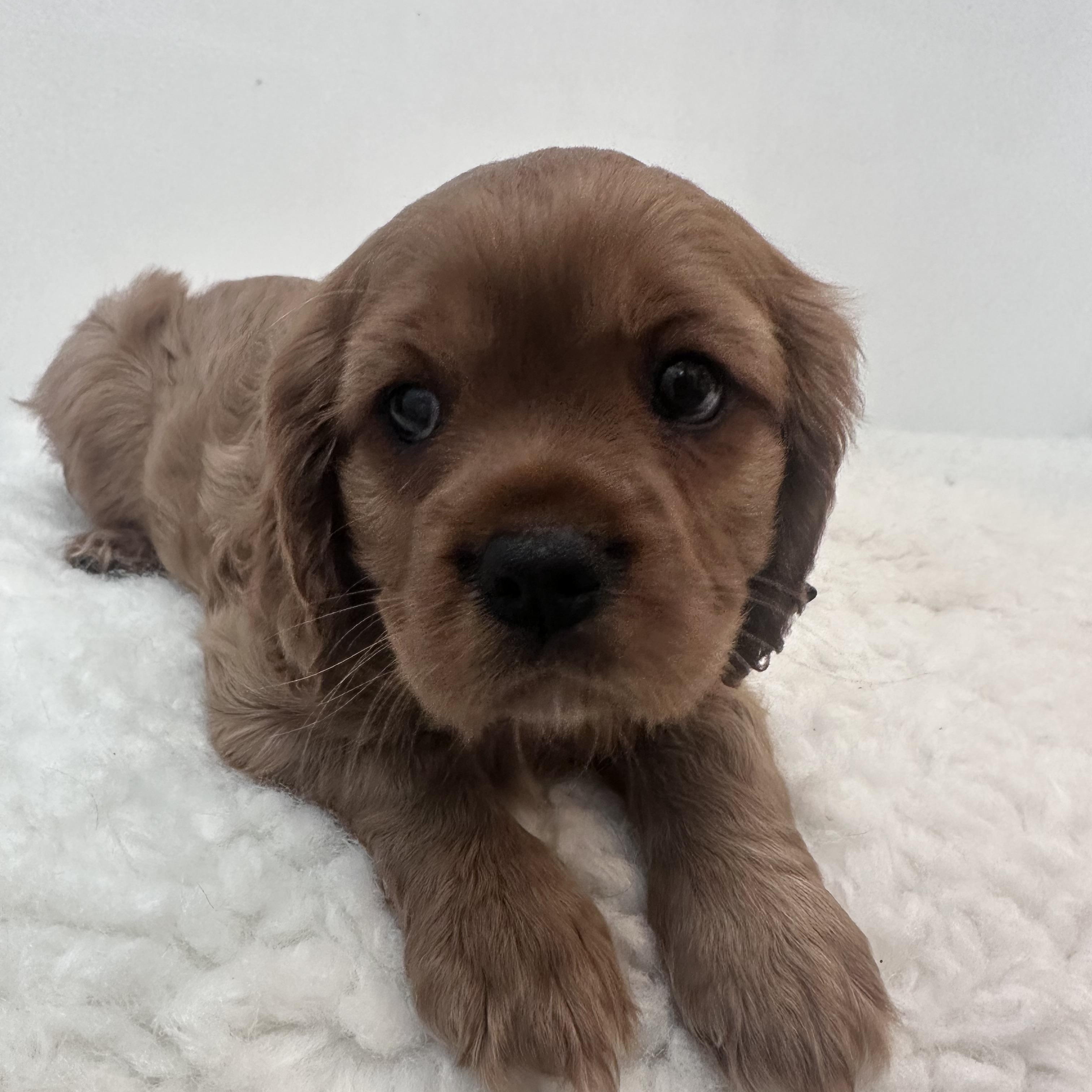 Enlarge Brewster, a ADOPTABLE Cavalier King Charles Spaniel in Wrightstown, NJ image 4/6