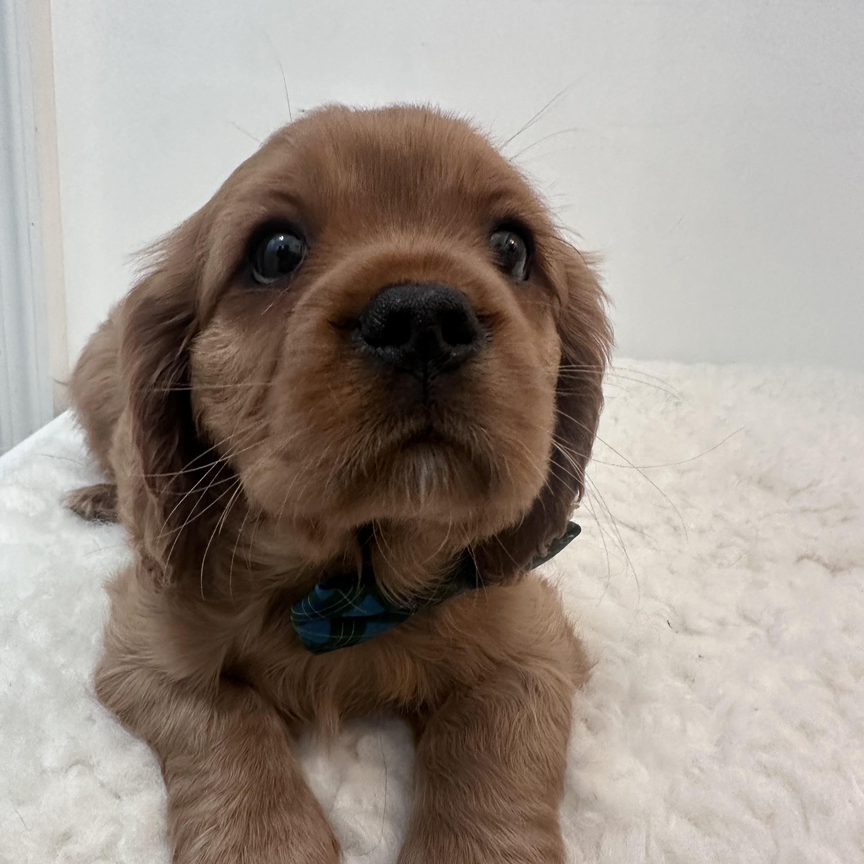 Enlarge Brewster, a ADOPTABLE Cavalier King Charles Spaniel in Wrightstown, NJ image 3/6