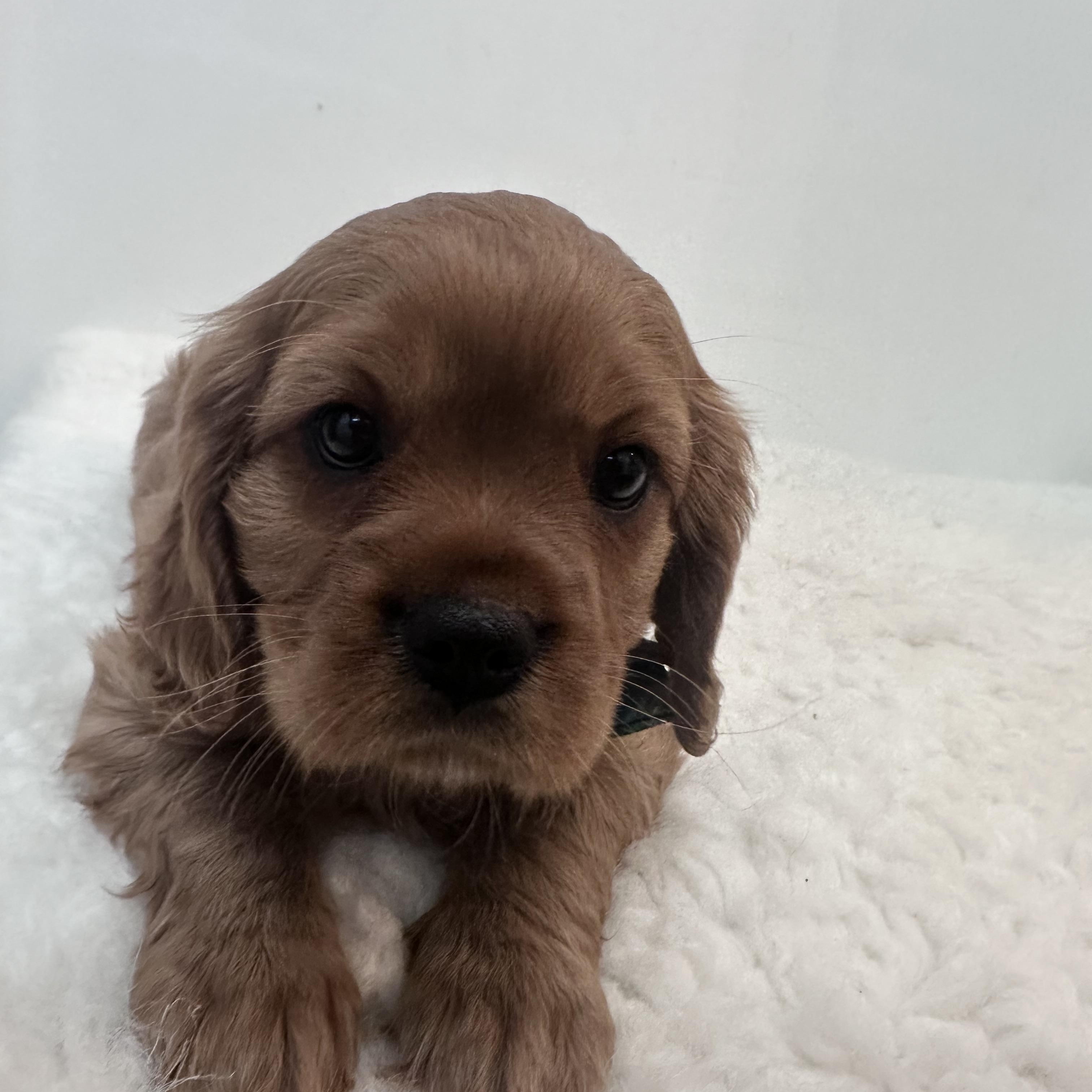 Enlarge Brewster, a ADOPTABLE Cavalier King Charles Spaniel in Wrightstown, NJ image 5/6