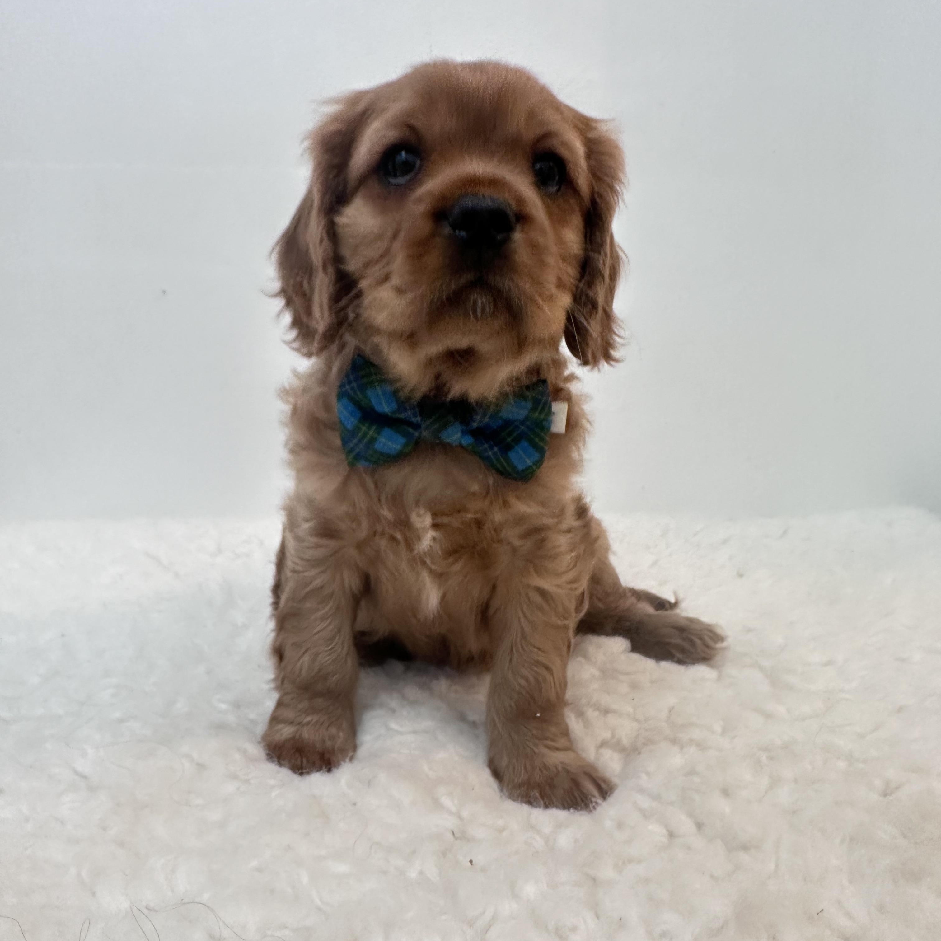 Enlarge Brewster, a ADOPTABLE Cavalier King Charles Spaniel in Wrightstown, NJ image 6/6