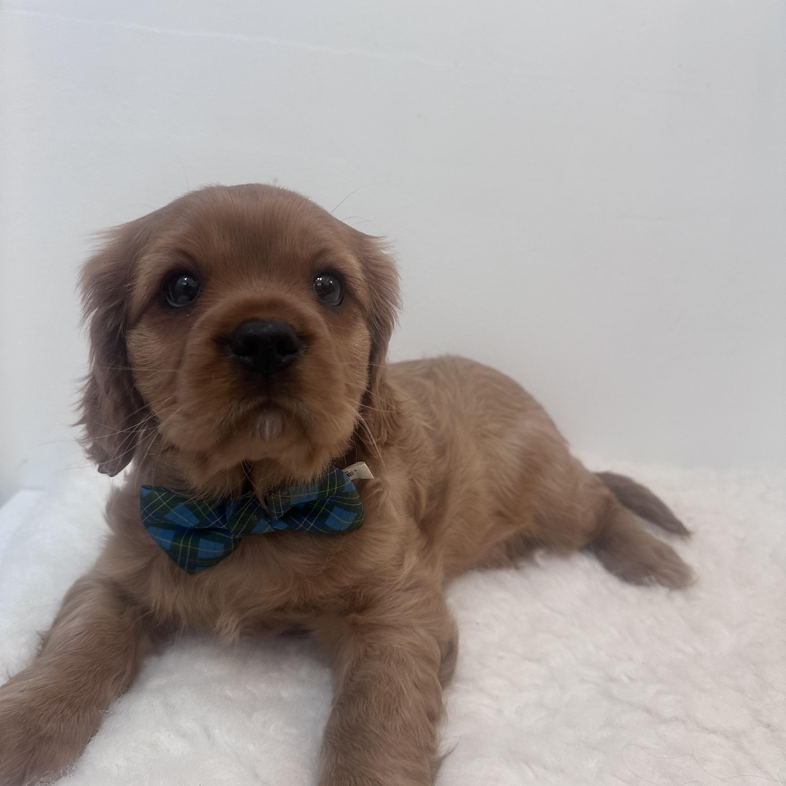 Enlarge Brewster, a ADOPTABLE Cavalier King Charles Spaniel in Wrightstown, NJ image 2/6