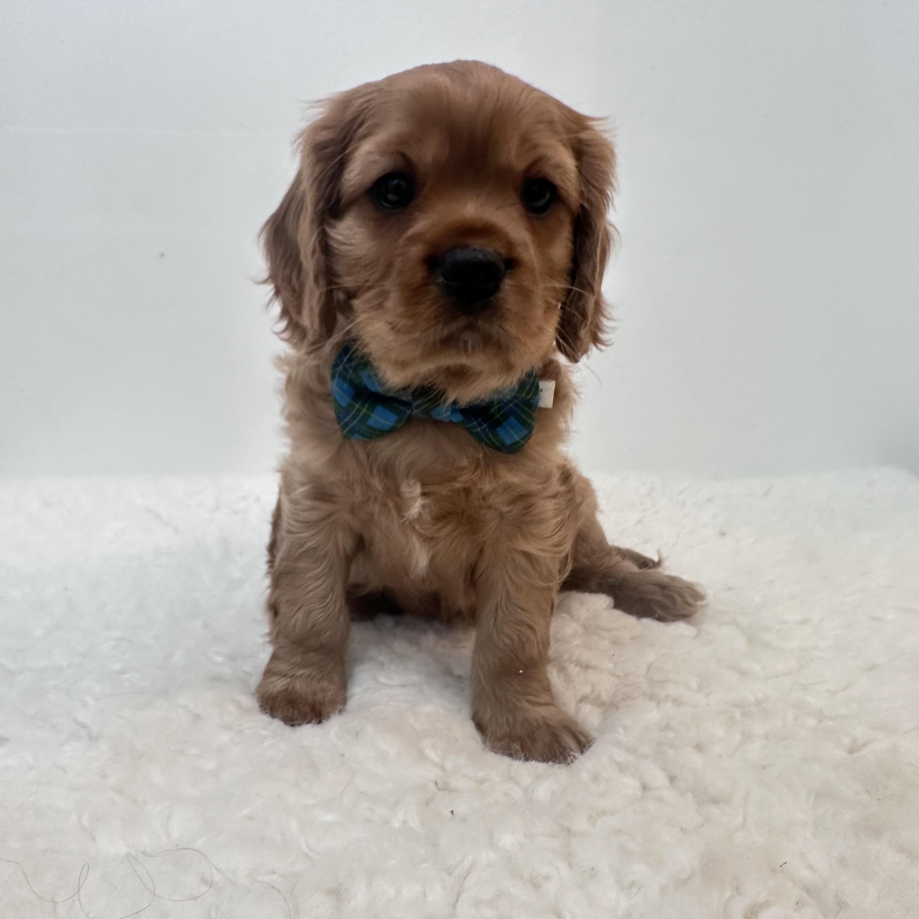 Enlarge Brewster, a ADOPTABLE Cavalier King Charles Spaniel in Wrightstown, NJ image 1/6