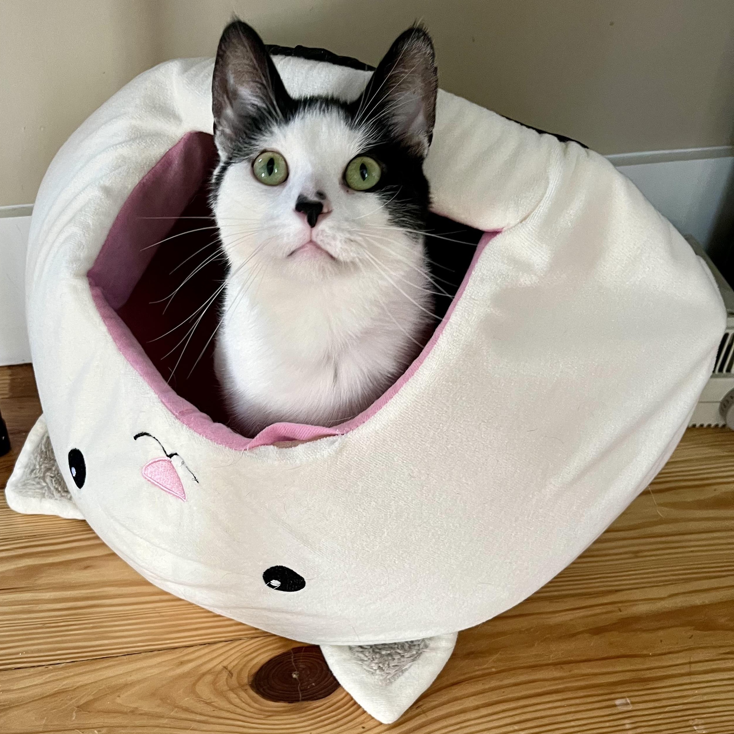 Uno - the One & Only!, Adoptable, Young Male Domestic Short Hair.