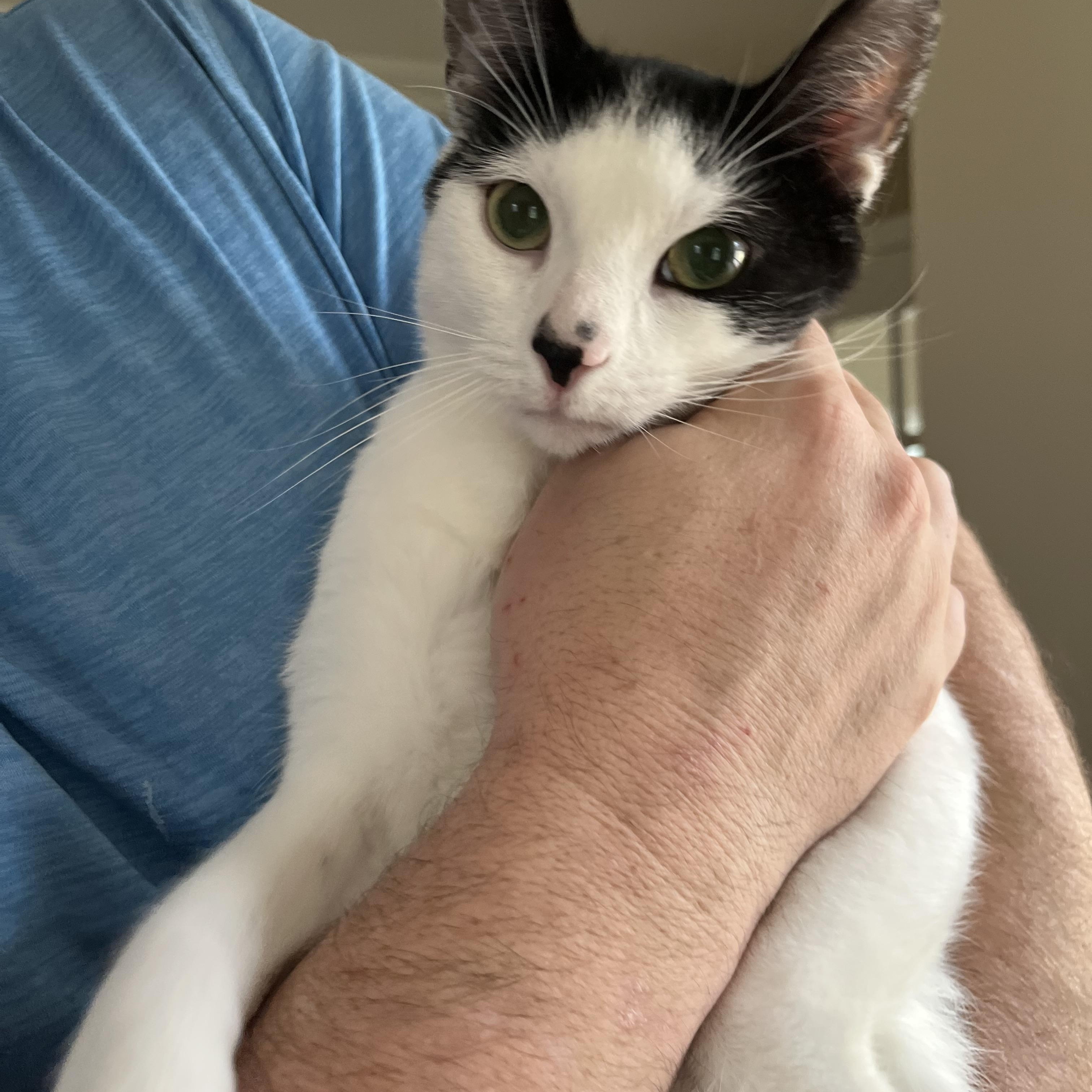 Uno - the One & Only!, a Adoptable Domestic Short Hair in New York, NY image 4/6