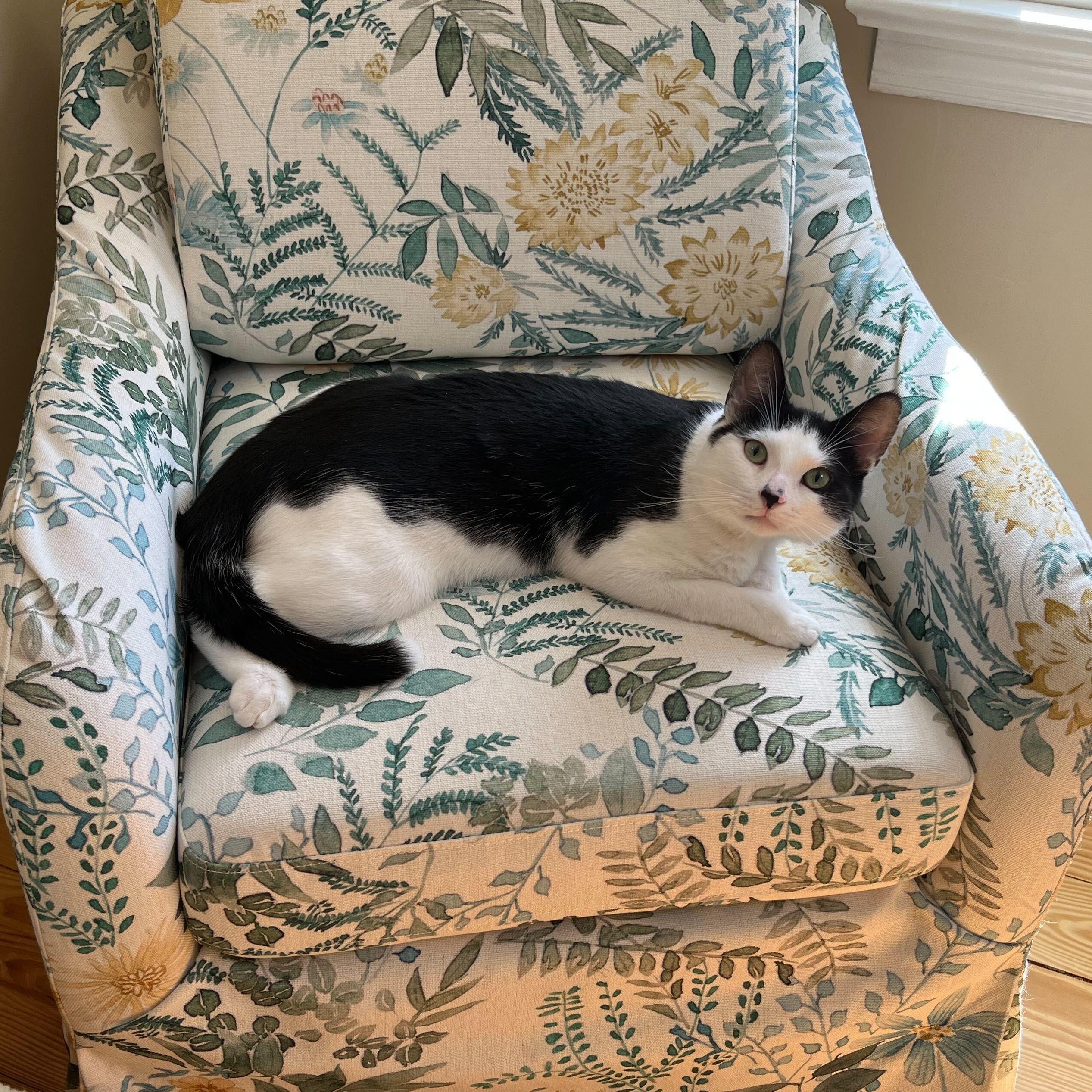 Uno - the One & Only!, a Adoptable Domestic Short Hair in New York, NY image 5/6