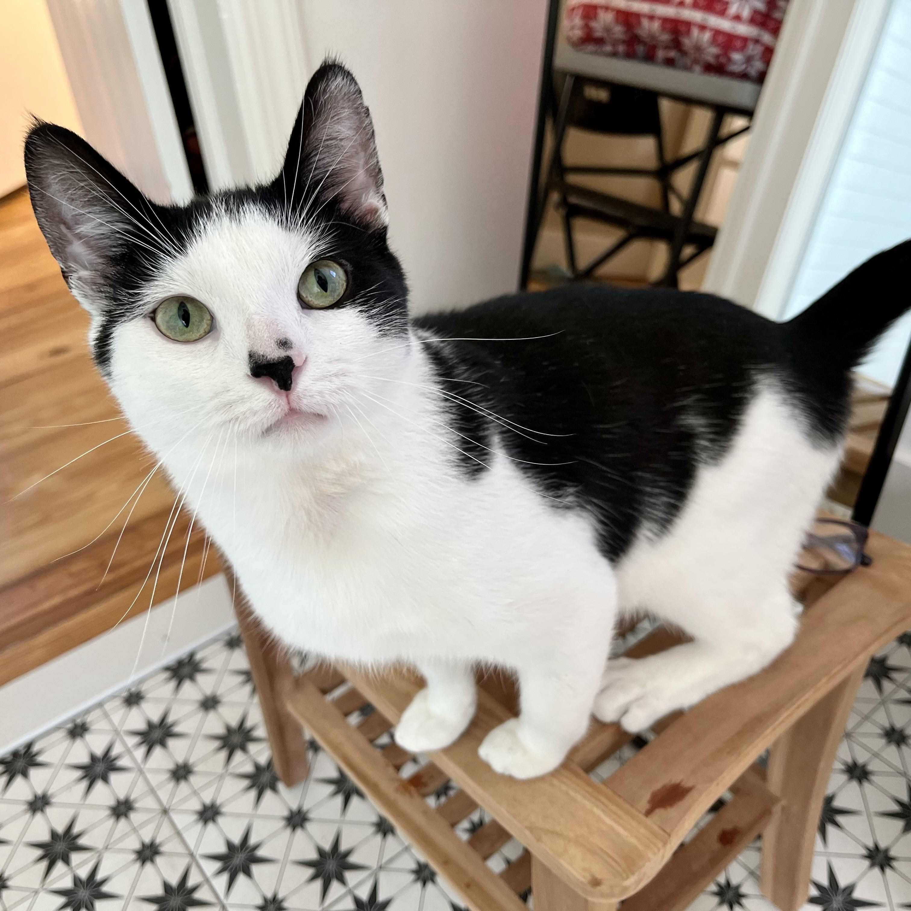 Uno - the One & Only!, a Adoptable Domestic Short Hair in New York, NY image 3/6