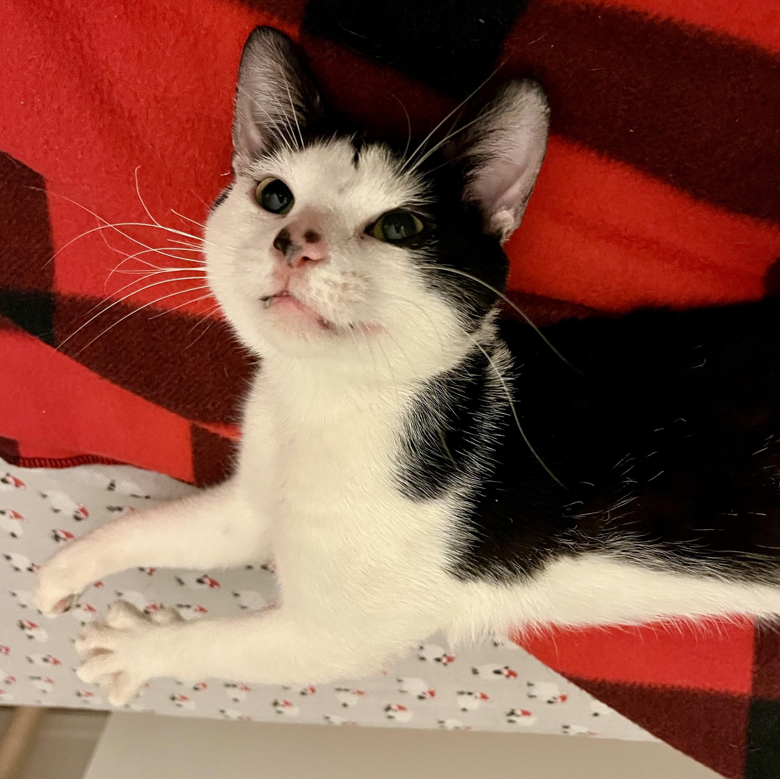 Uno - the One & Only!, a Adoptable Domestic Short Hair in New York, NY image 6/6