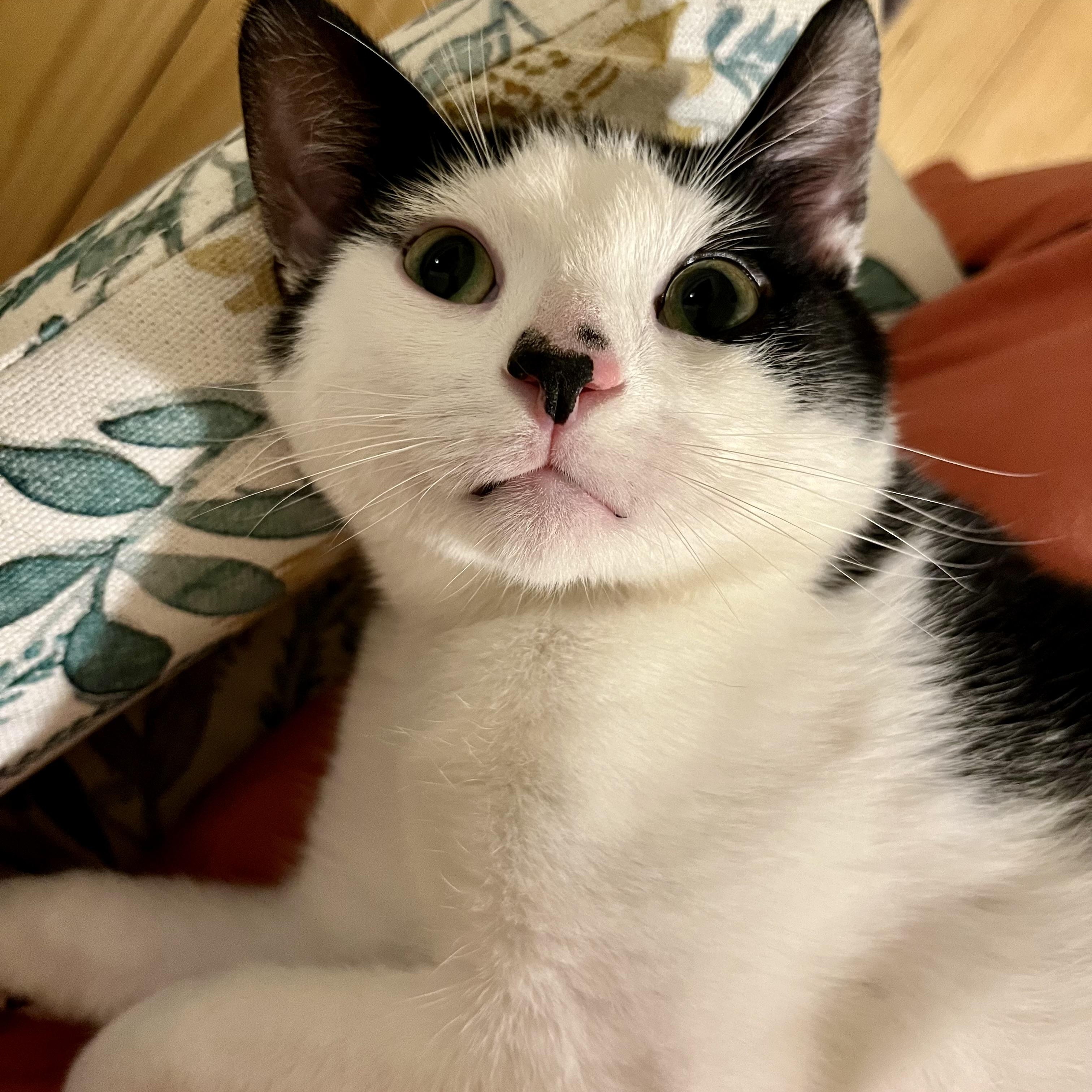 Uno - the One & Only!, a Adoptable Domestic Short Hair in New York, NY image 1/6