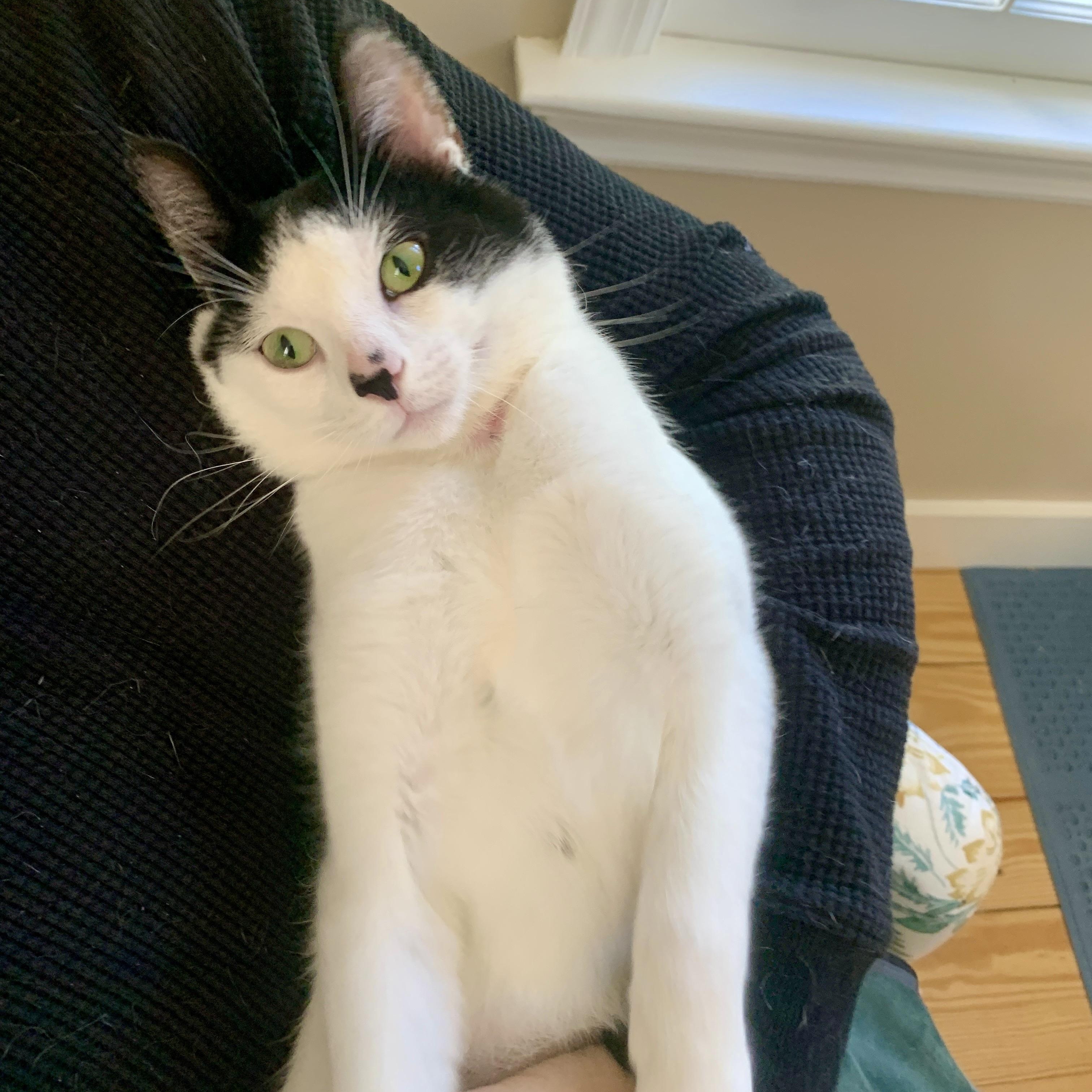 Uno - the One & Only!, a Adoptable Domestic Short Hair in New York, NY image 2/6