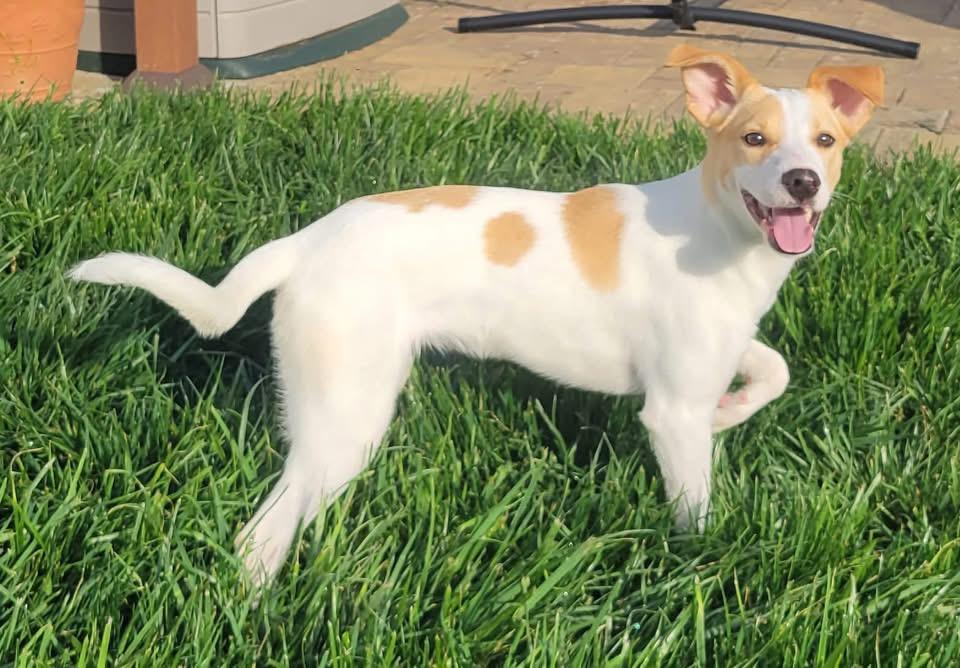 Lily, a ADOPTABLE mixed breed in Woodbury, NJ image 3/3