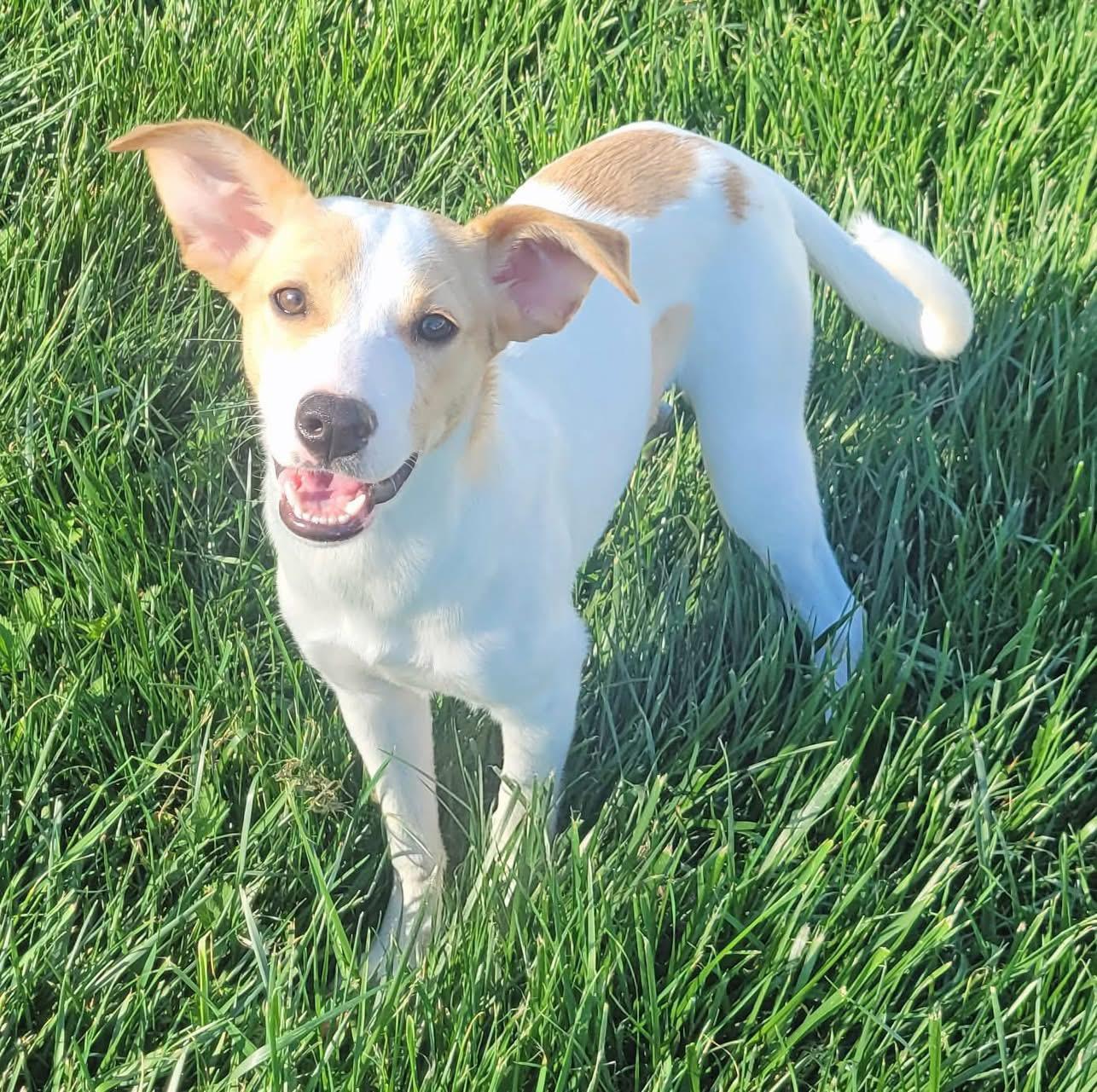 Lily, a ADOPTABLE mixed breed in Woodbury, NJ image 2/3