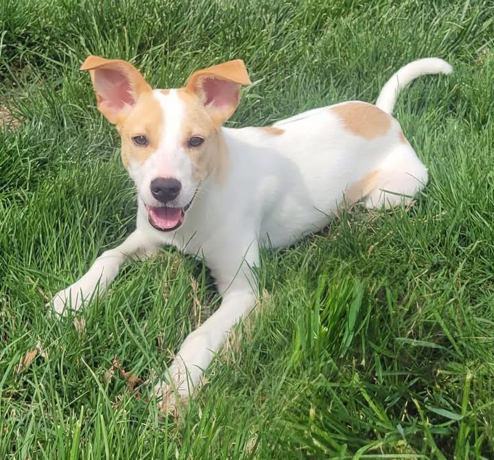 Lily, a ADOPTABLE mixed breed in Woodbury, NJ image 1/3