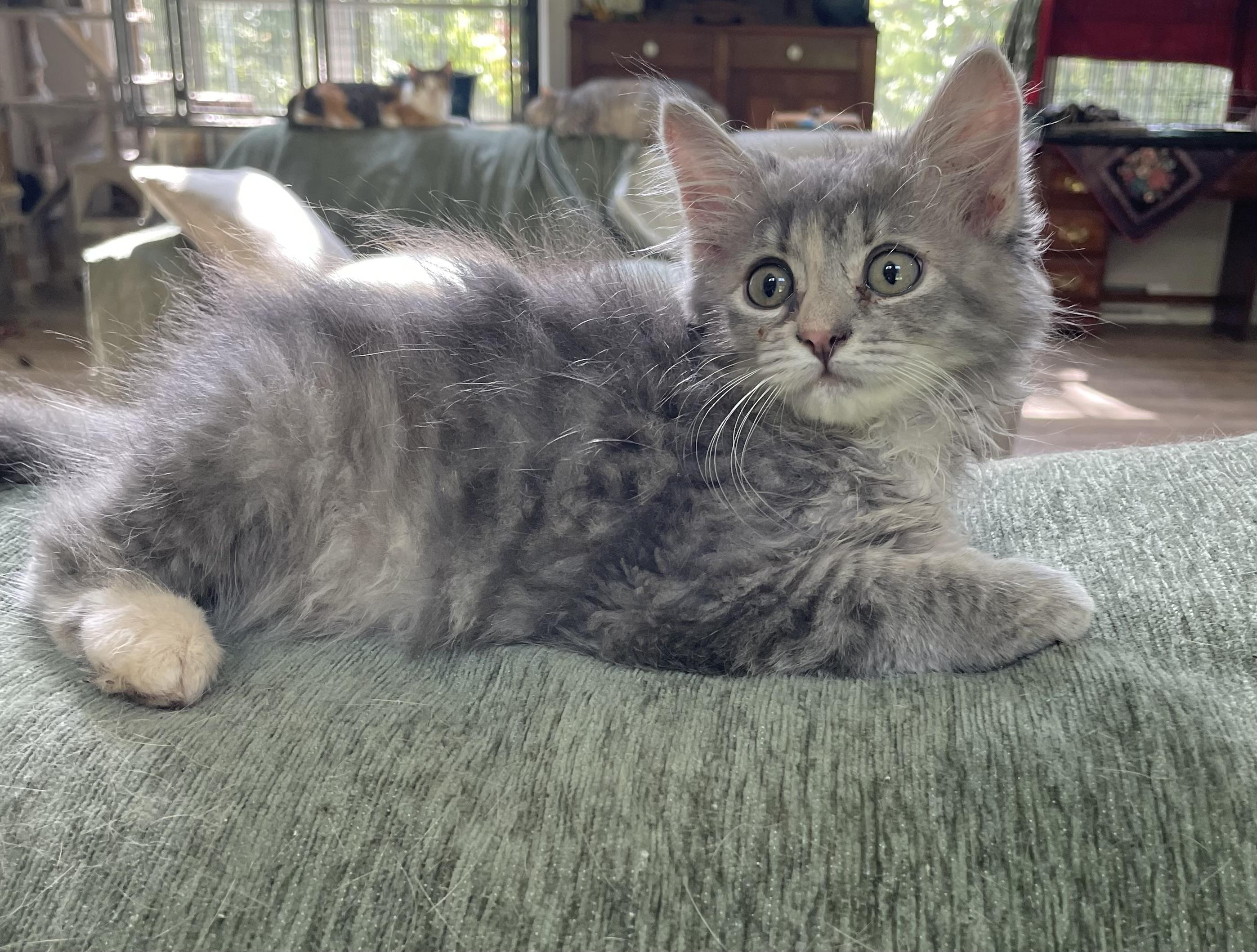 Shoofly, Adopted, Young Female Domestic Medium Hair.