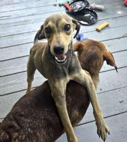 Rusty, a ADOPTABLE mixed breed in Sudbury, MA image 2/2