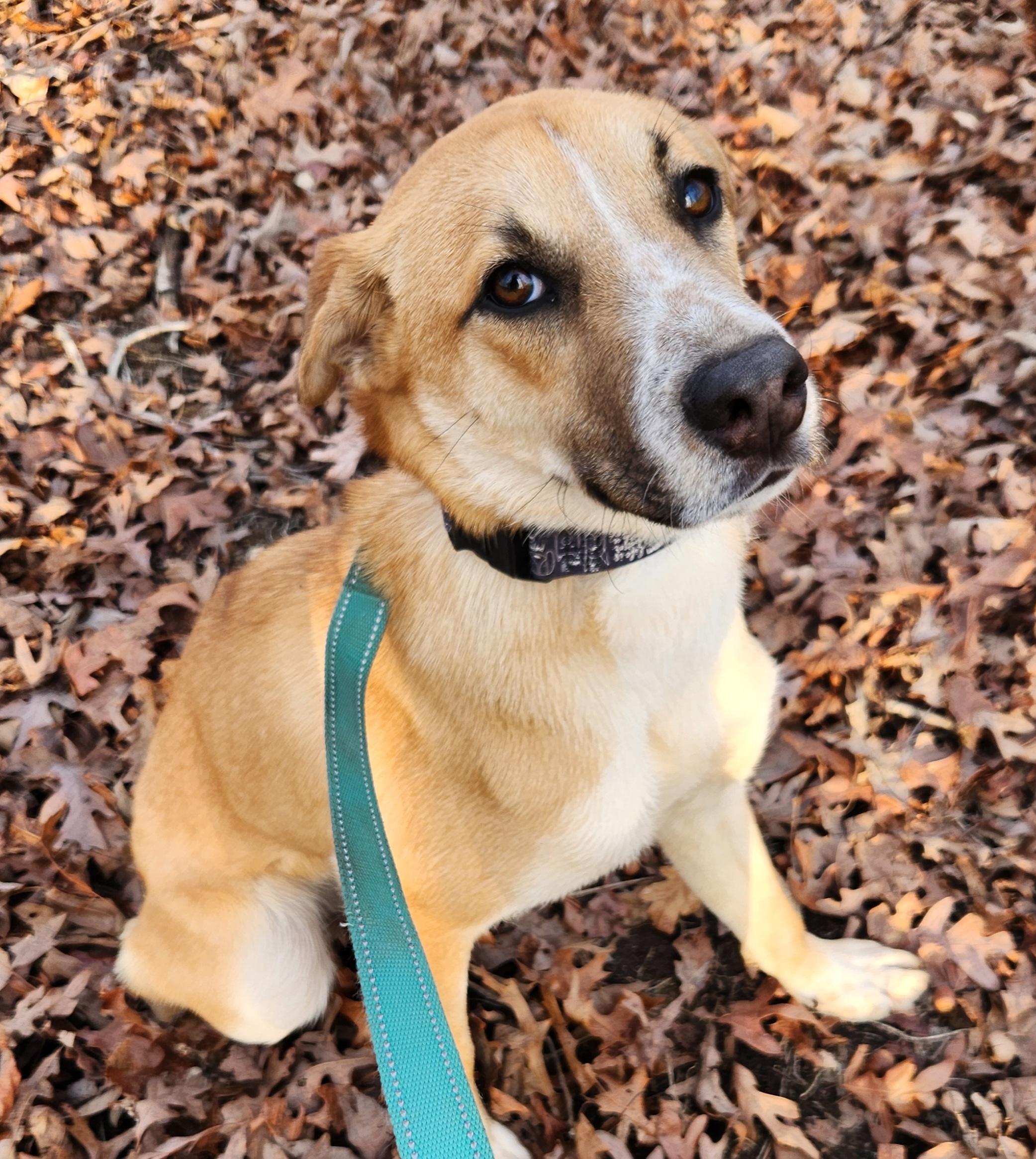 Enlarge Butter, a ADOPTABLE mixed breed in Pelzer, SC image 3/6