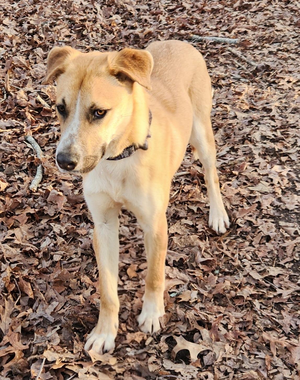 Enlarge Butter, a ADOPTABLE mixed breed in Pelzer, SC image 2/6
