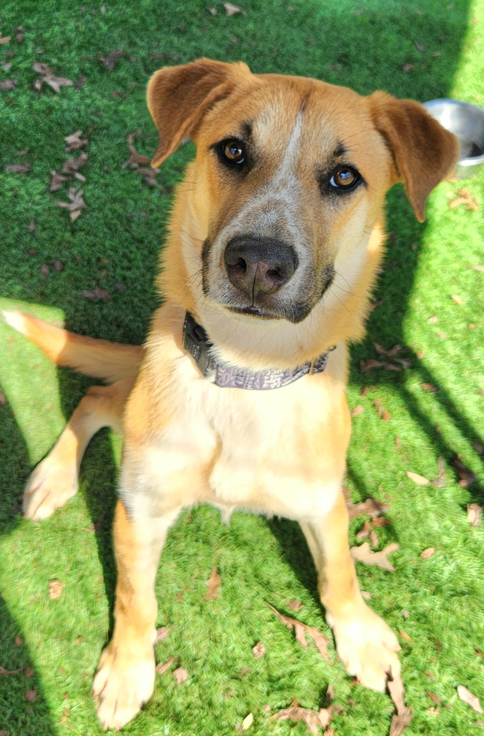 Enlarge Butter, a ADOPTABLE mixed breed in Pelzer, SC image 5/6