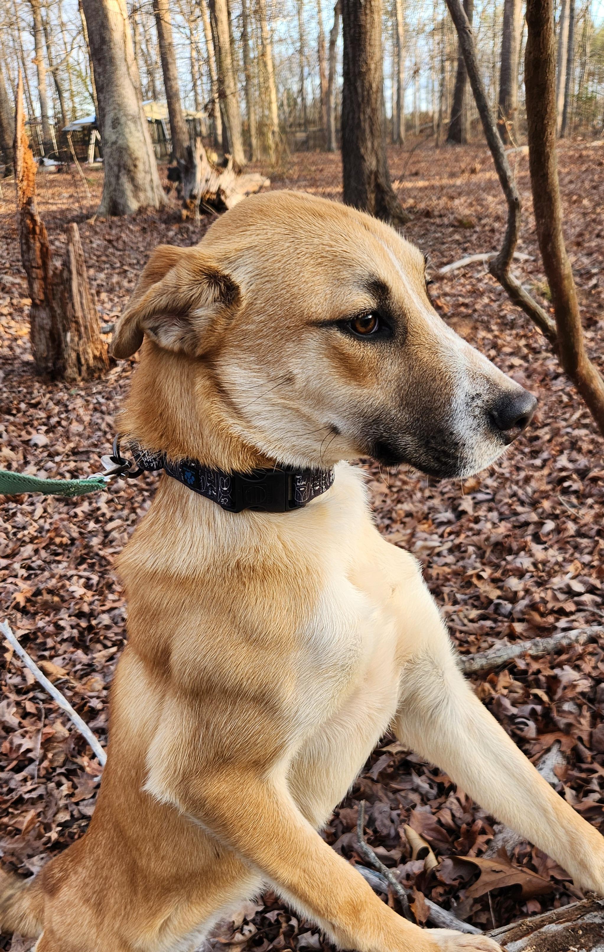 Enlarge Butter, a ADOPTABLE mixed breed in Pelzer, SC image 4/6