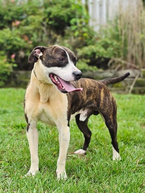 TAZ, Adoptable, Young Male Pit Bull Terrier.